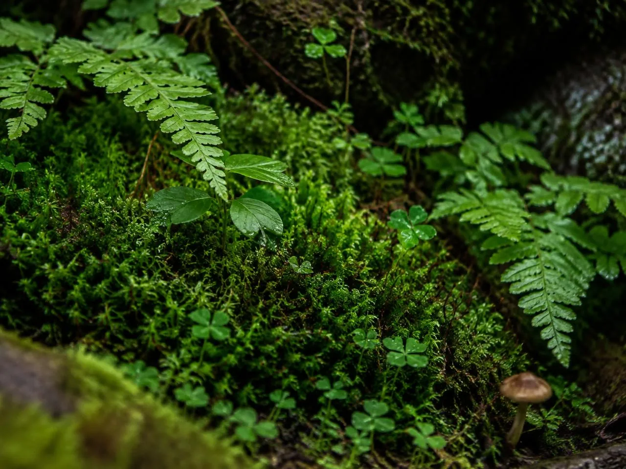 Nature & Natural Capital